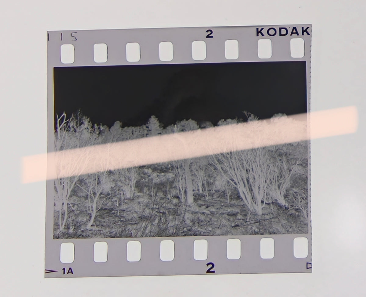 Negativo fotográfico original vegetación calcinada y humo entre el arbolado incendios Los Serranos Valencia 1994 35mm film Rare