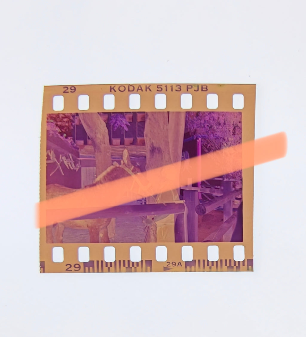 Originalfotonegativ Karabiner Esel gespendet von Rafael Alberti Zoo Valencia 1993 35mm Film Selten