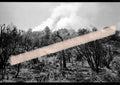 Negativo fotográfico original vegetación calcinada y humo entre el arbolado incendios Los Serranos Valencia 1994 35mm film Rare